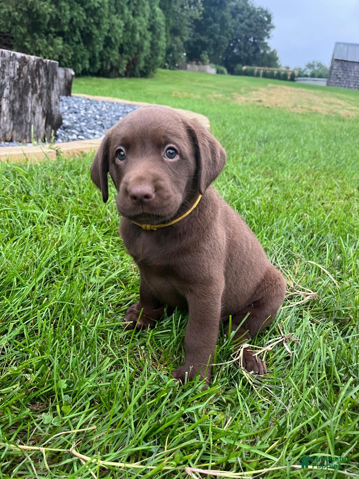 Labrador Retriever dogs for sale: Summer - Ad 4