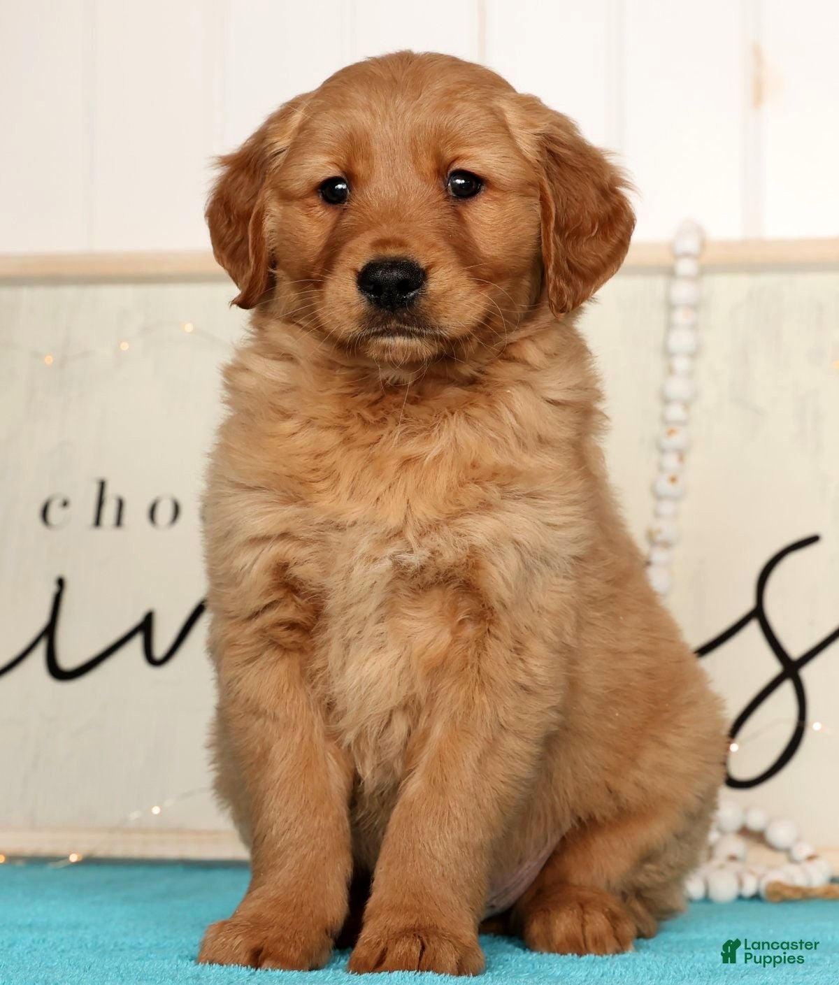 Golden Retriever dogs Randy - Ad 2