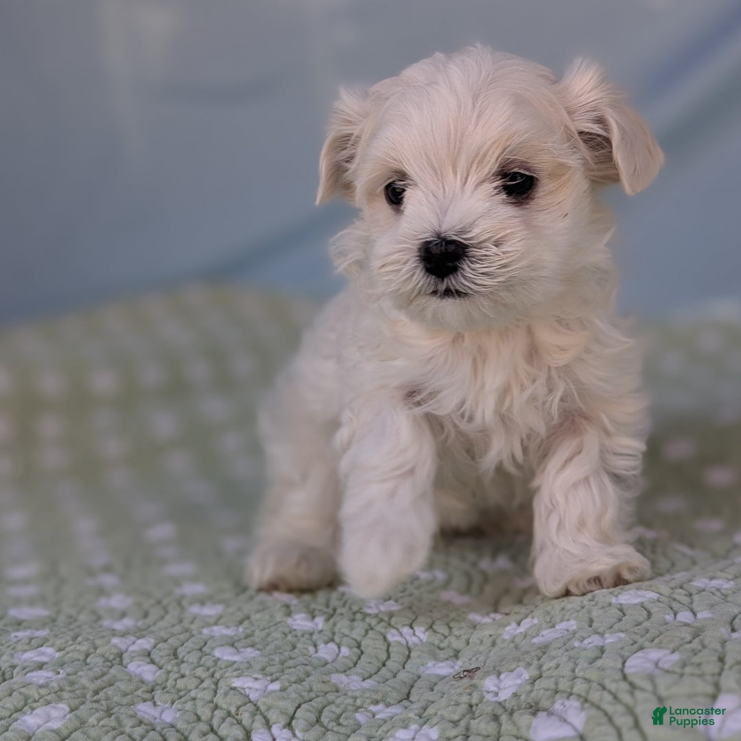 Maltese dogs for sale: Crescent - Ad 3