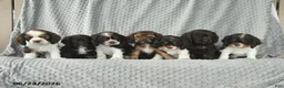 English Cocker Spaniel dogs for sale: Sunkist - Ad 5