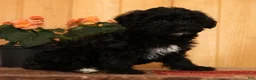 Yorkiepoo dogs for sale: Magic - Ad 9