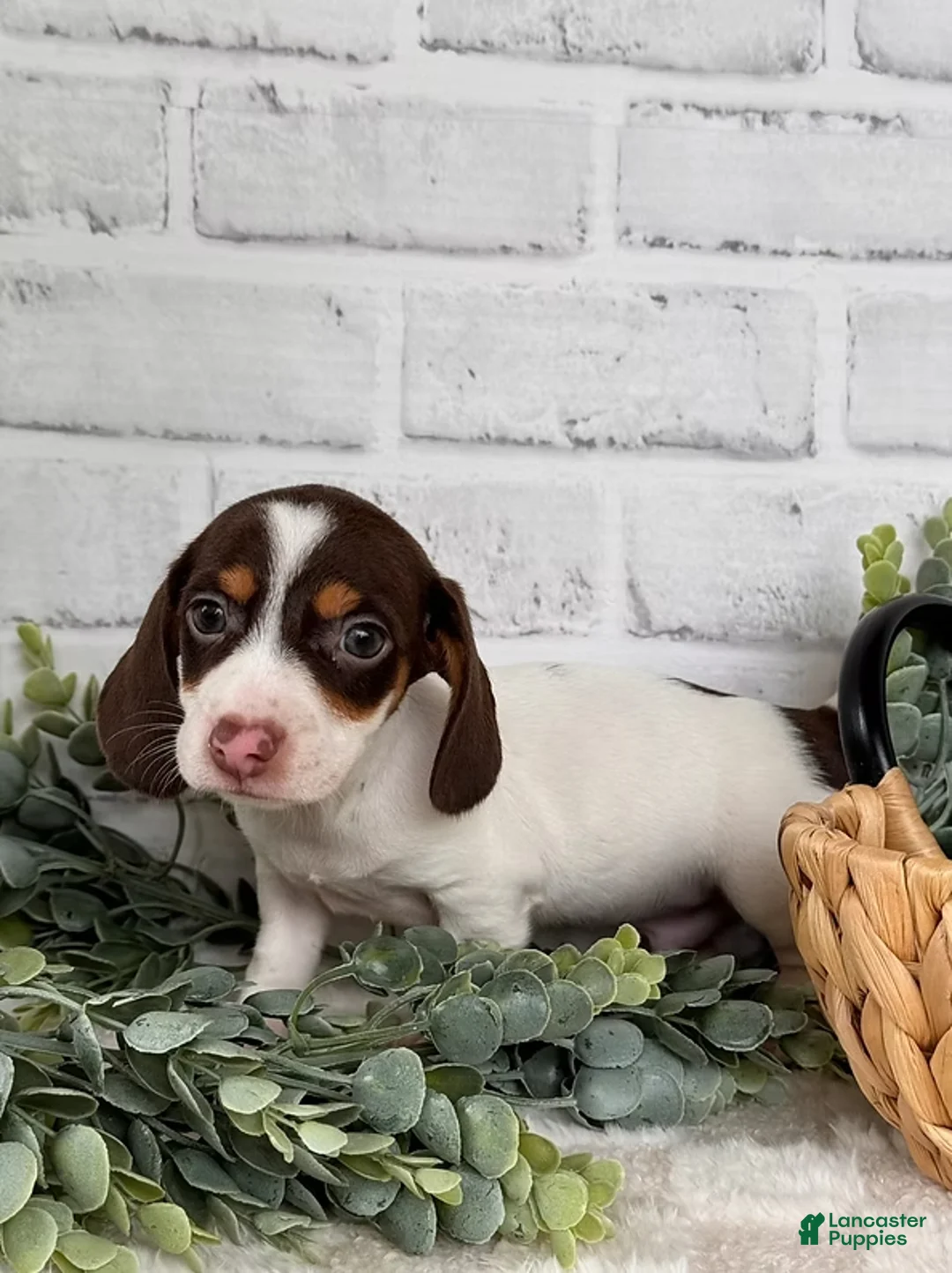 Dachshund dogs for sale: Dachshund Puppy 2 - Ad 3