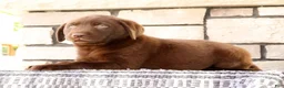 Labrador Retriever dogs for sale: Diesel - Ad 3