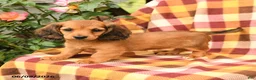 Miniature Dachshund dogs for sale: Wrenn - Ad 1