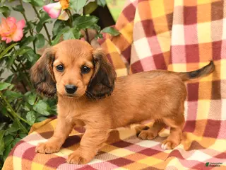 Miniature Dachshund dogs for sale: Wrenn - Ad 4