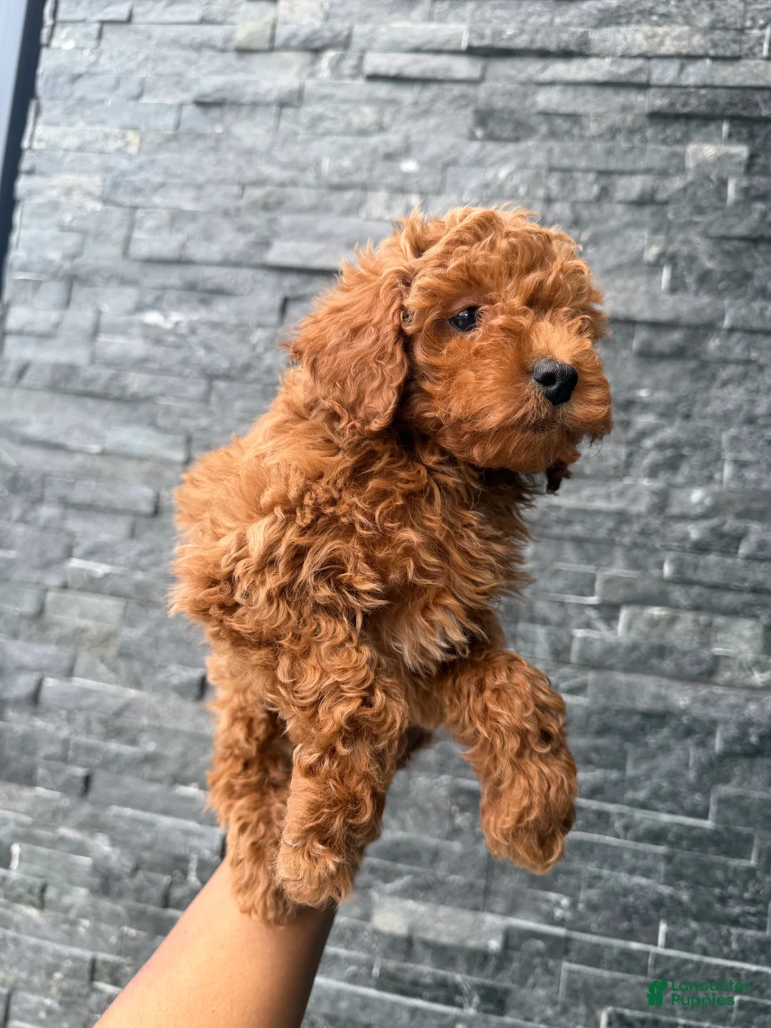 Toy Poodle dogs for sale: Allen - Ad 1