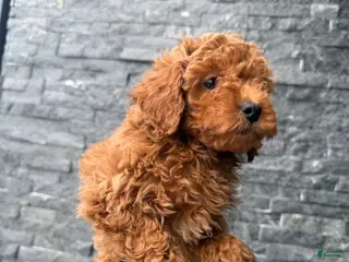 Toy Poodle dogs Allen - Ad 9
