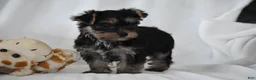 Yorkshire Terrier dogs for sale: Zane - Ad 7