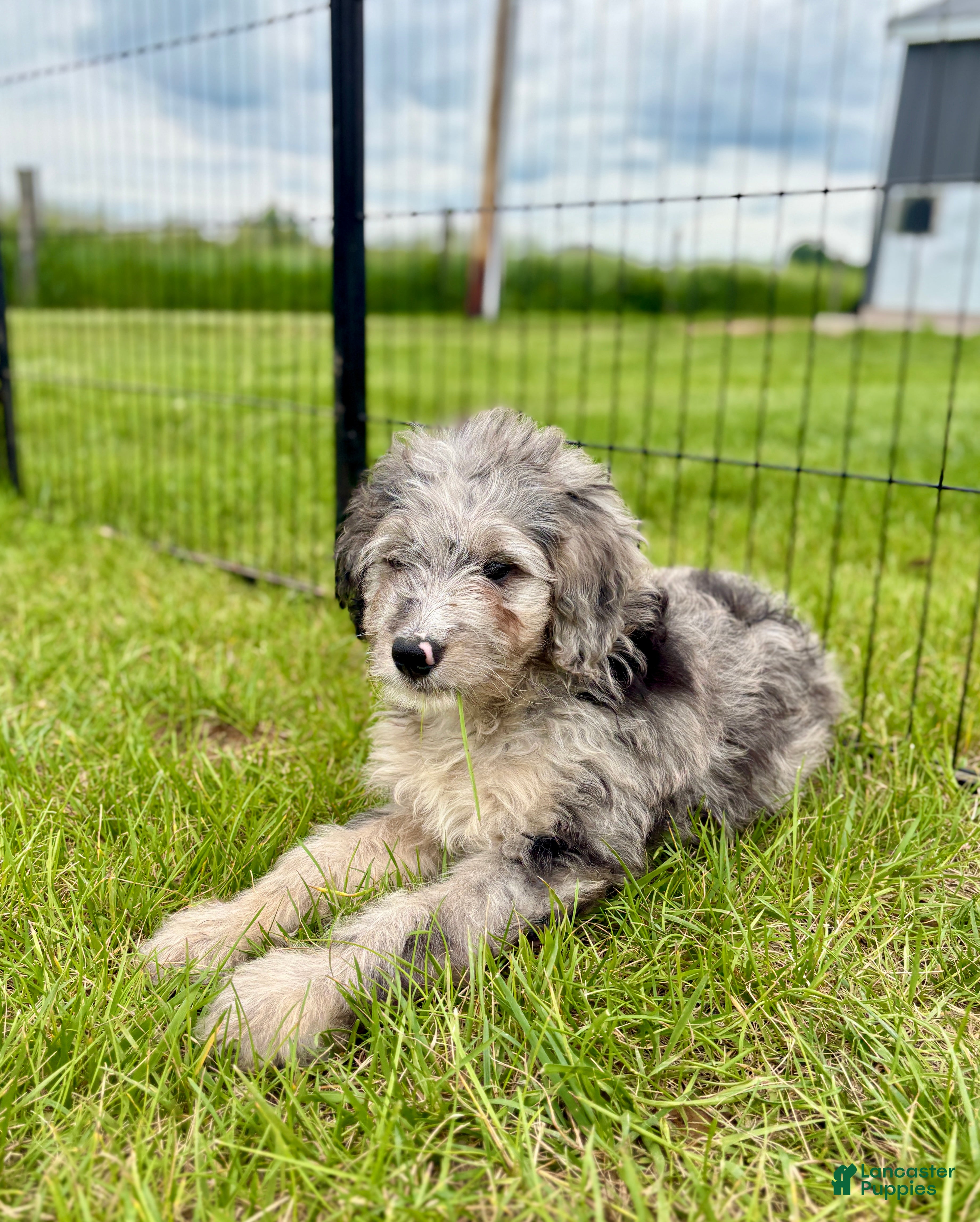 Mini Goldendoodle dogs Gage - Ad 1