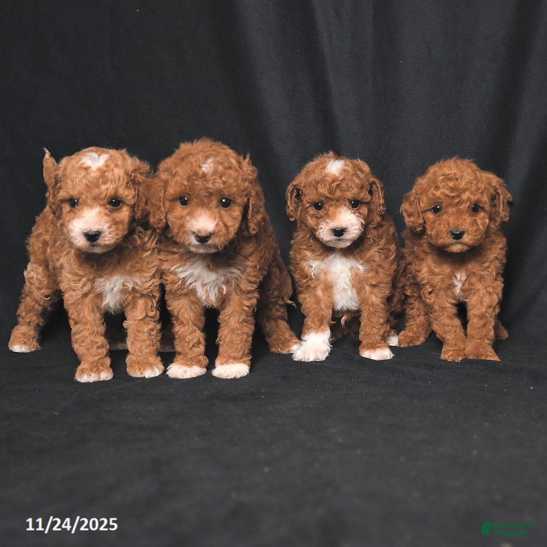 Toy Poodle dogs for sale: Cody - Ad 5