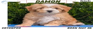 Damon 