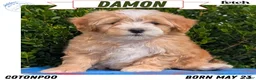Mixed Breed dogs for sale: Damon  - Ad 1