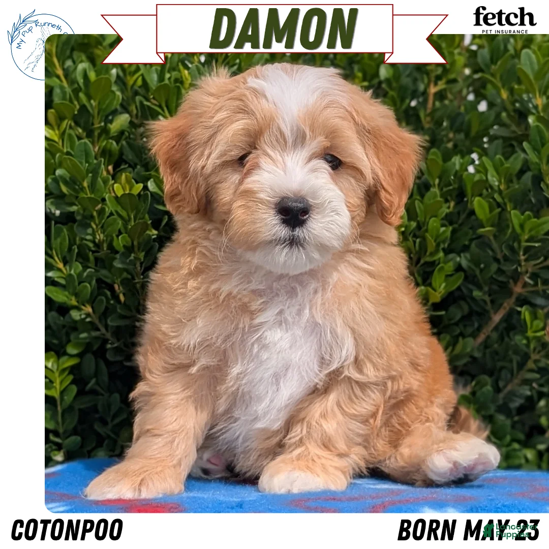 Mixed Breed dogs for sale: Damon  - Ad 1