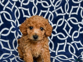 Bichpoo dogs Ralph - Ad 27