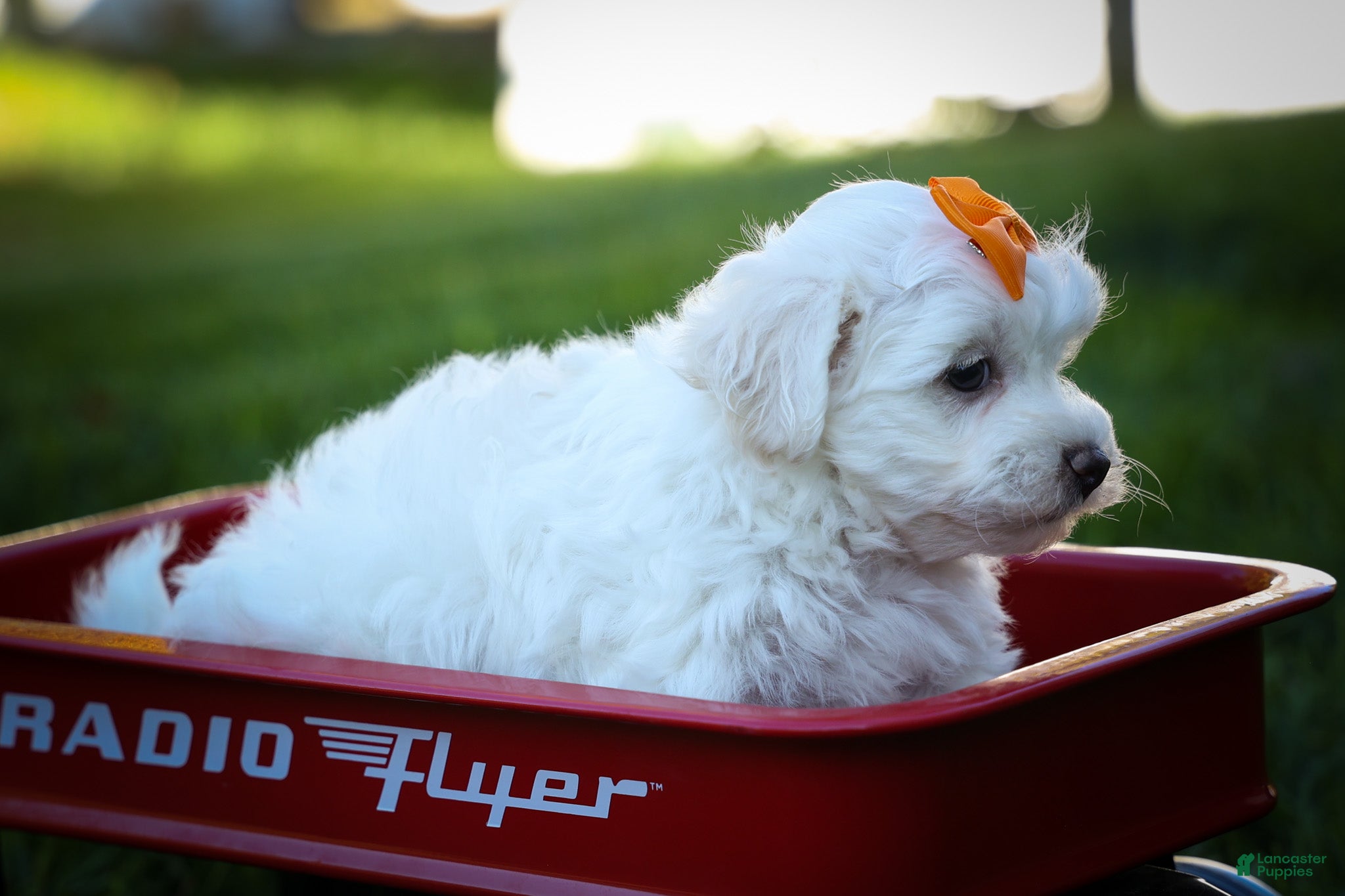 Maltese dogs Diamond🎀 - Ad 2