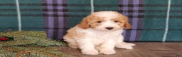 Mini Goldendoodle dogs for sale: Oma - Ad 15
