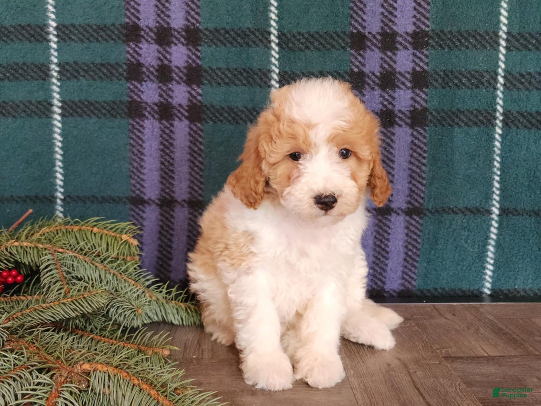 Mini Goldendoodle dogs for sale: Oma - Ad 15