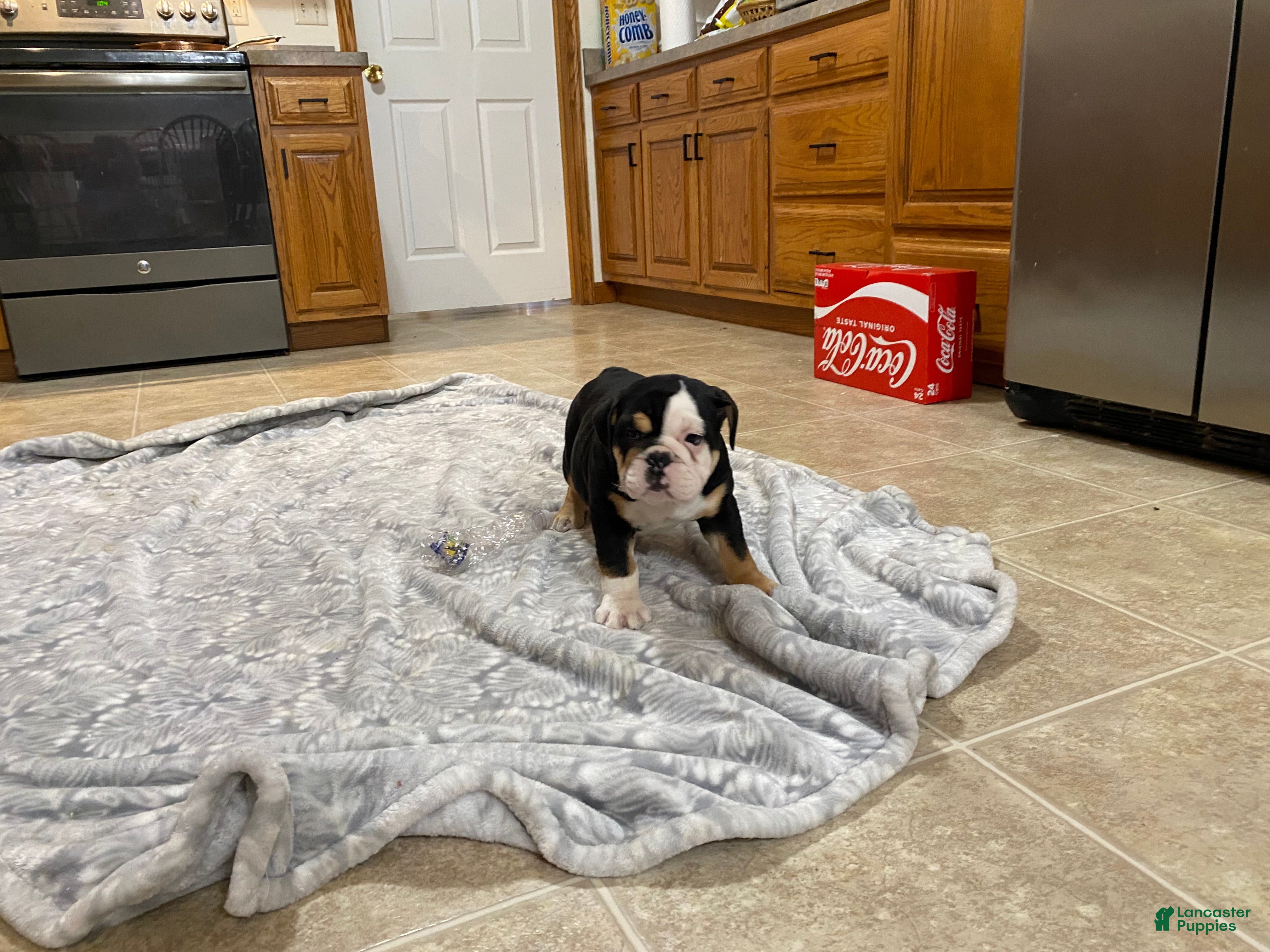 English Bulldog dogs Romeo - Ad 2