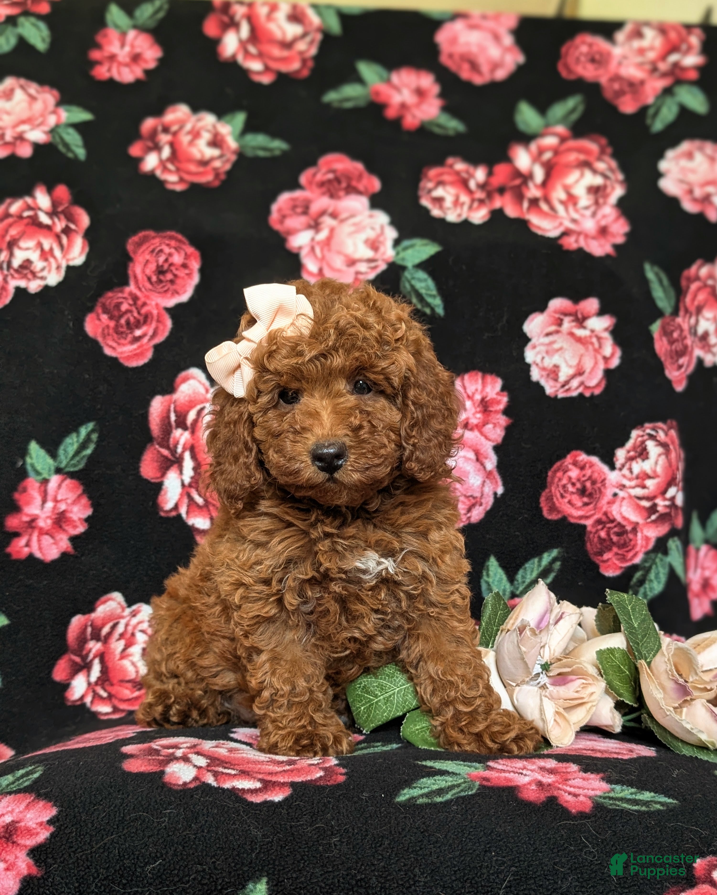 Mini Goldendoodle dogs Abigail Hypoallergenic - Ad 2