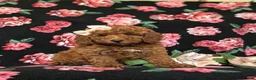 Mini Goldendoodle dogs for sale: Abigail Hypoallergenic - Ad 2