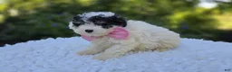 Miniature Poodle dogs for sale: Cutie - Ad 4