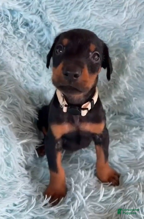 Doberman Pinscher dogs Doberman Pinscher 2 - Ad 7