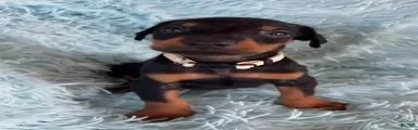Doberman Pinscher 2
