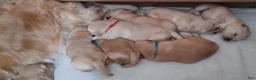 Golden Retriever dogs for sale: Golden Retriever Puppy Ms. Red Lady - Ad 3