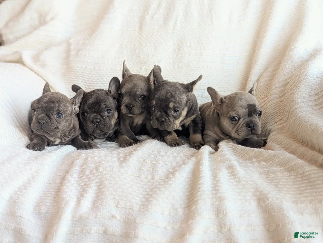 French Bulldog dogs for sale: Milo - Ad 5