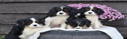 Cavalier King Charles Spaniel dogs for sale: Nutmeg - Ad 3