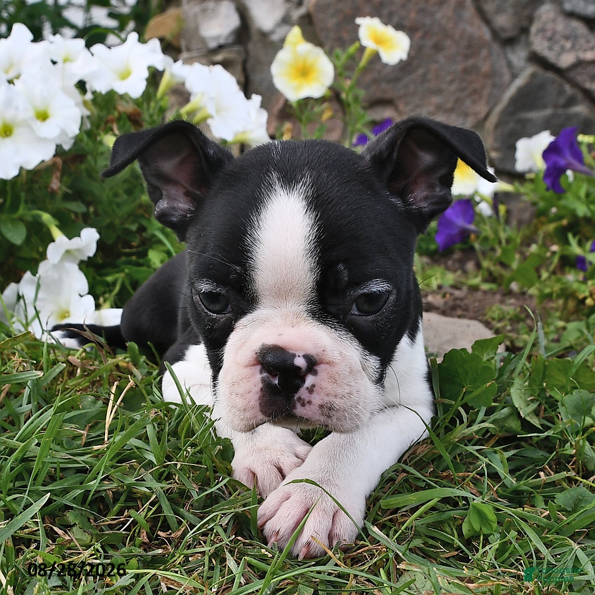 Boston Terrier dogs Sara  - Ad 2