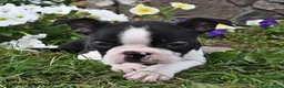 Boston Terrier dogs for sale: Sara  - Ad 2