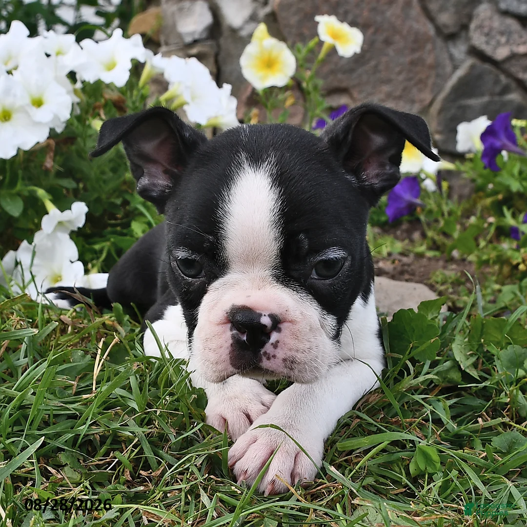 Boston Terrier dogs for sale: Sara  - Ad 2
