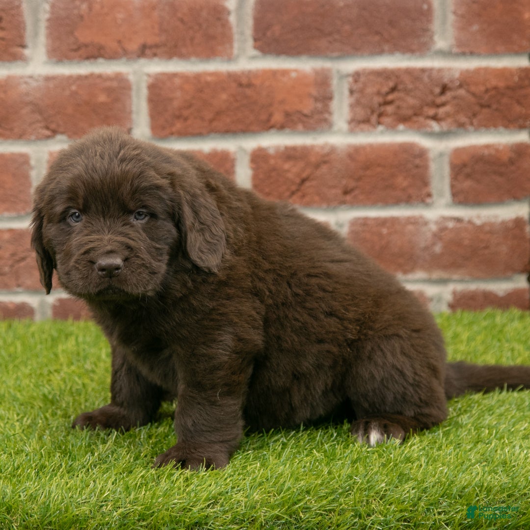 Newfoundland dogs for sale: Hudson - Ad 5