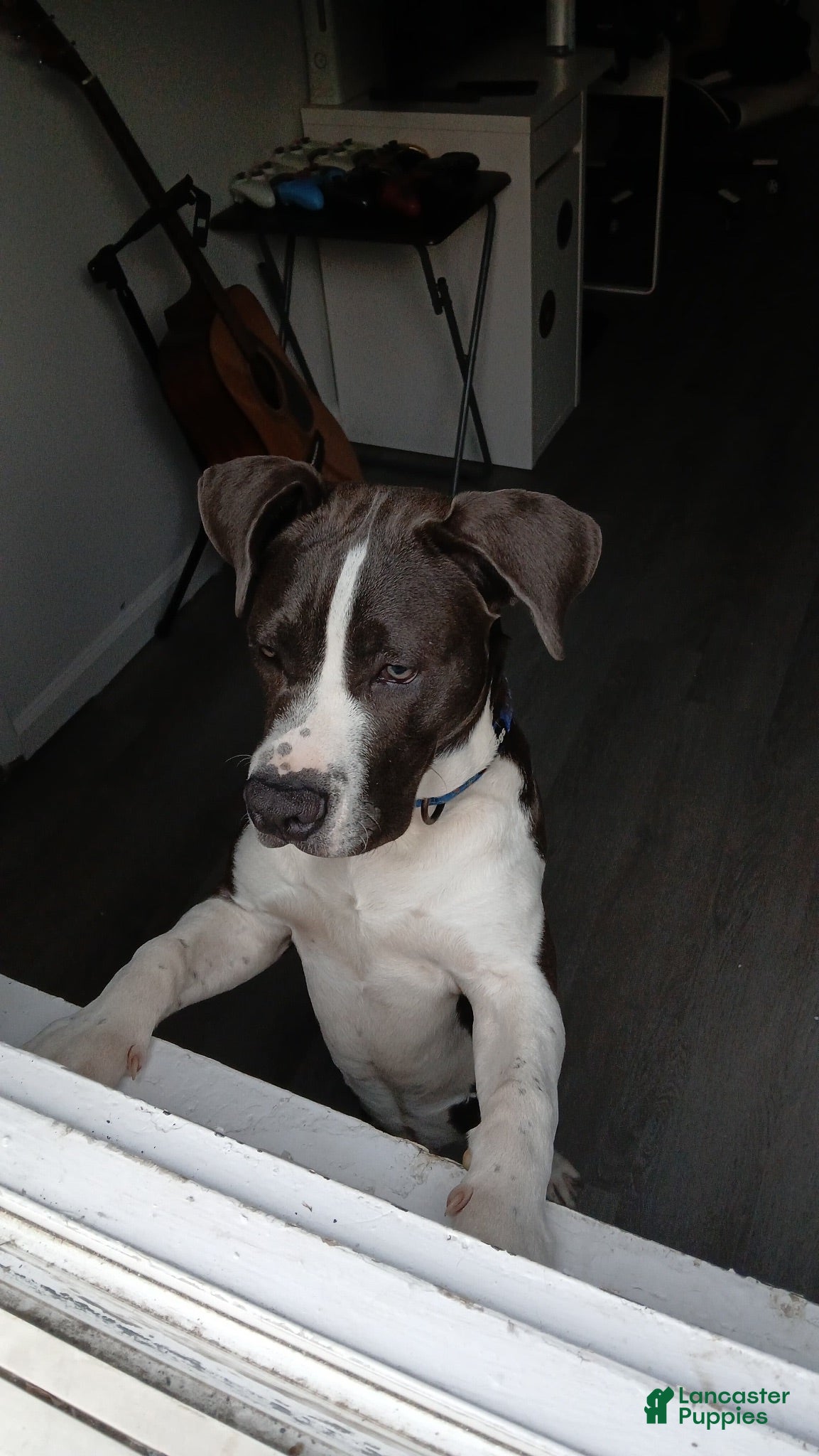American Pit Bull Terrier dogs American Pit Bull Terrier 1 - Ad 28