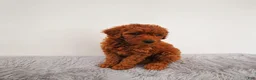 Mini Goldendoodle dogs for sale: Penny - Ad 5