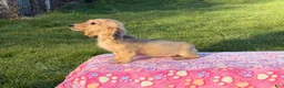 Miniature Dachshund dogs for sale: Cream - Ad 6