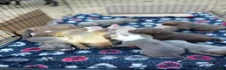 Mixed Breed dogs for sale: Mixed Breed 5 - Ad 1