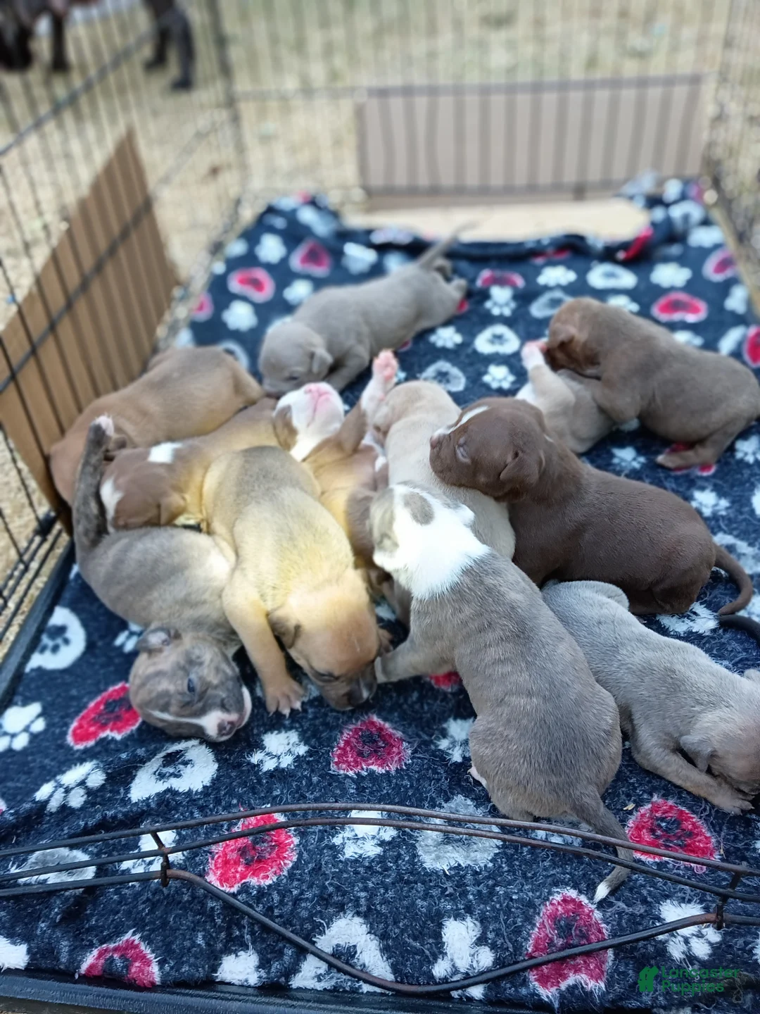 Mixed Breed dogs for sale: Mixed Breed 5 - Ad 1