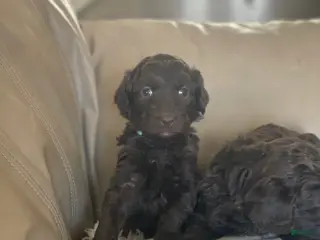 Goldendoodle dogs Ms blue - Ad 24