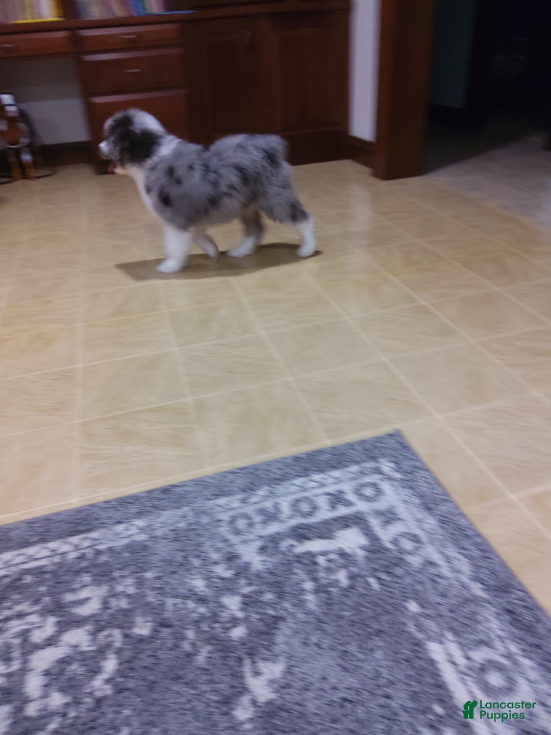 Aussiedoodle dogs for sale: Danay - Ad 4