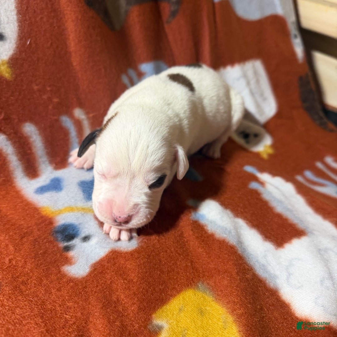 Boxer dogs for sale: Frosty - Ad 3