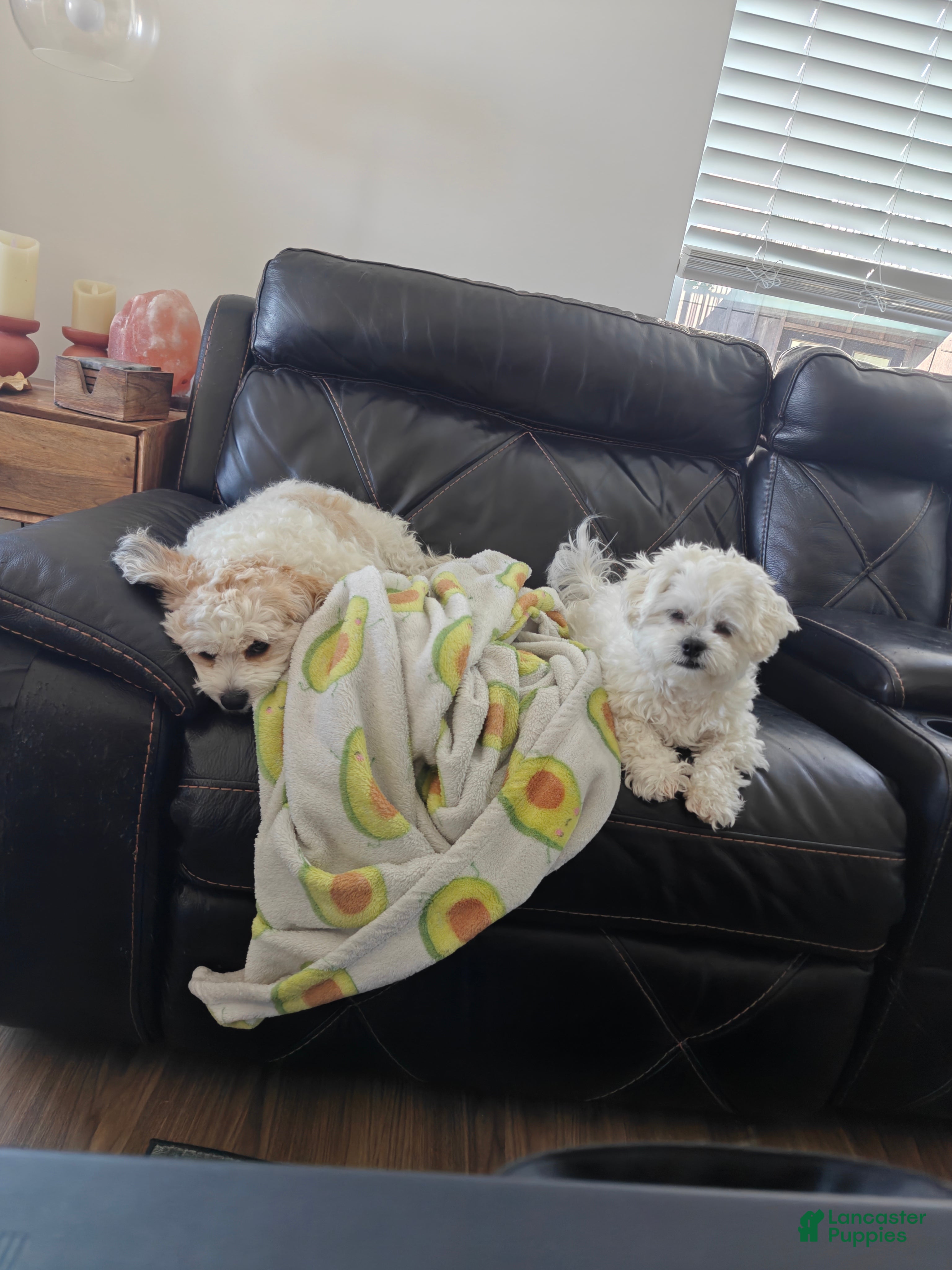 Mixed Breed dogs TBD - Ad 1