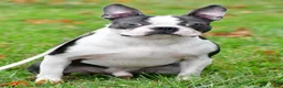 Boston Terrier dogs for sale: Izzy - Ad 9
