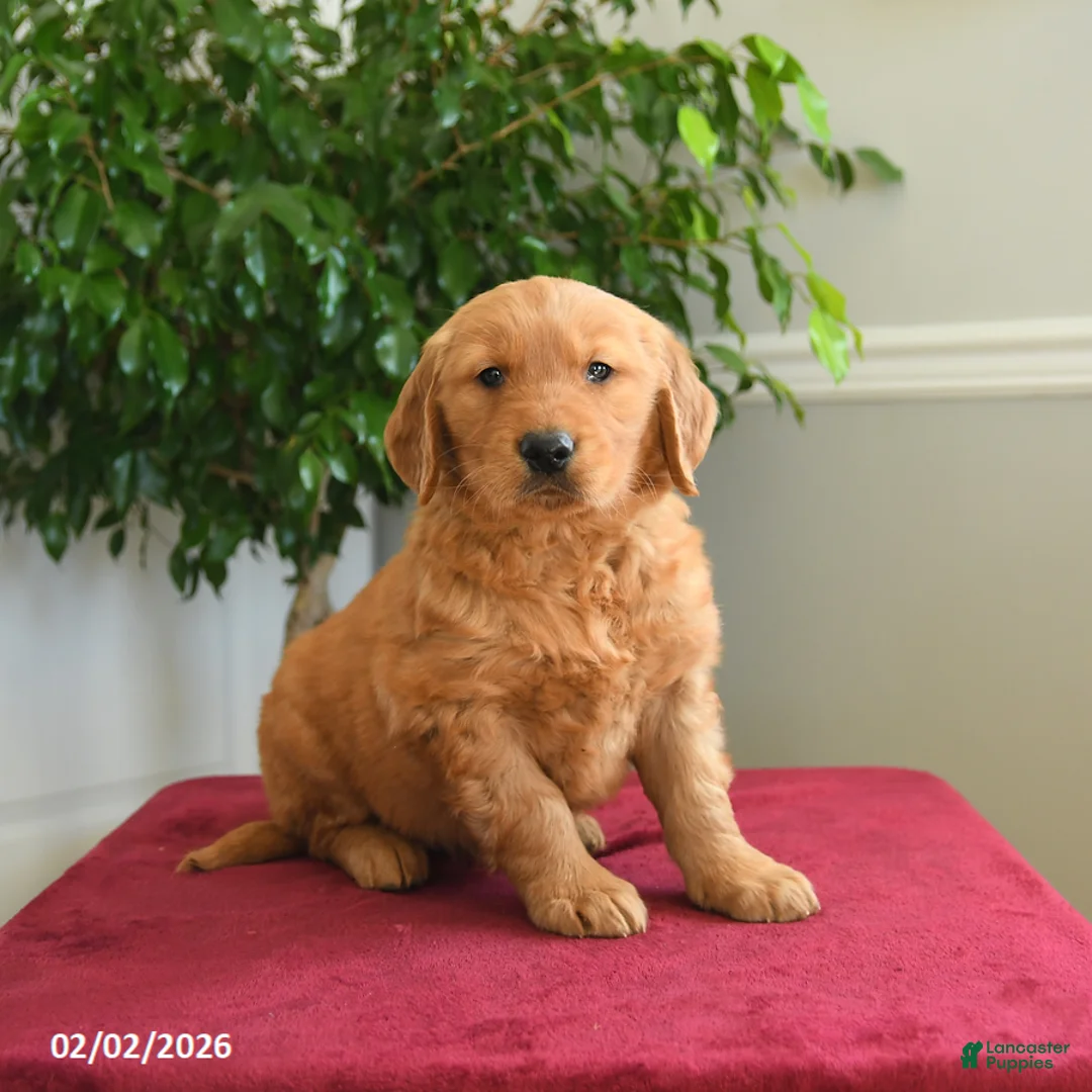 Golden Retriever dogs for sale: Hershey - Ad 1
