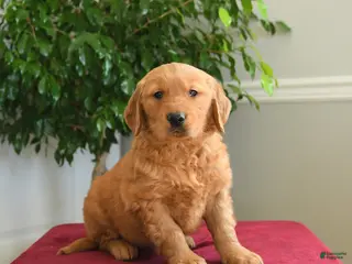 Golden Retriever dogs Hershey - Ad 16