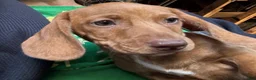 Dachshund dogs for sale: Chonky Nugget - Ad 4