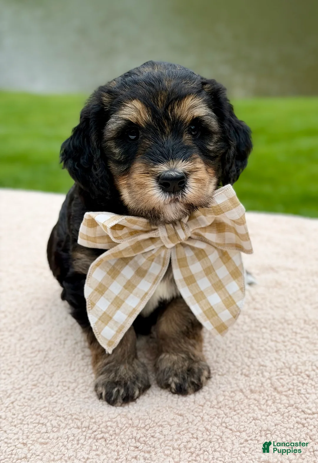 Goldendoodle dogs for sale: Everest  - Ad 1