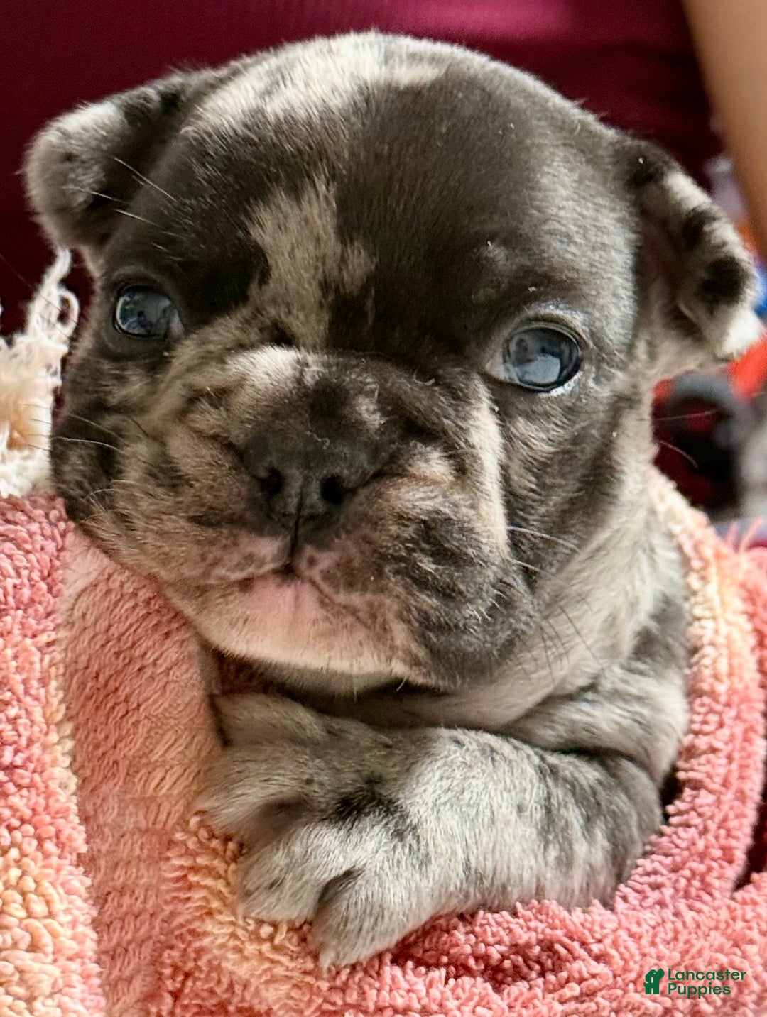 French Bulldog dogs for sale: Prince - Ad 7