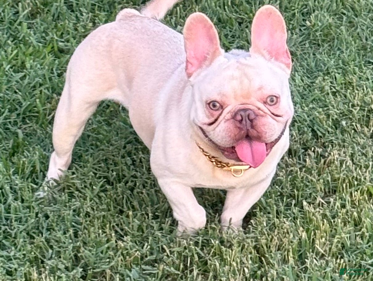 French Bulldog dogs Pecan stud - Ad 1